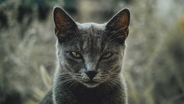怒った顔の猫